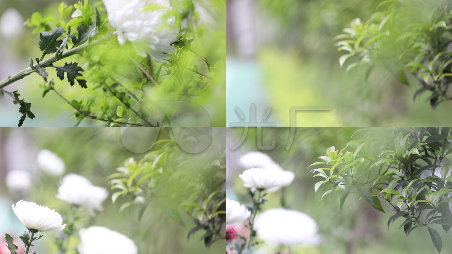 祭奠白菊花_1920X1080_视频普京素材下载(编高清最视频图片