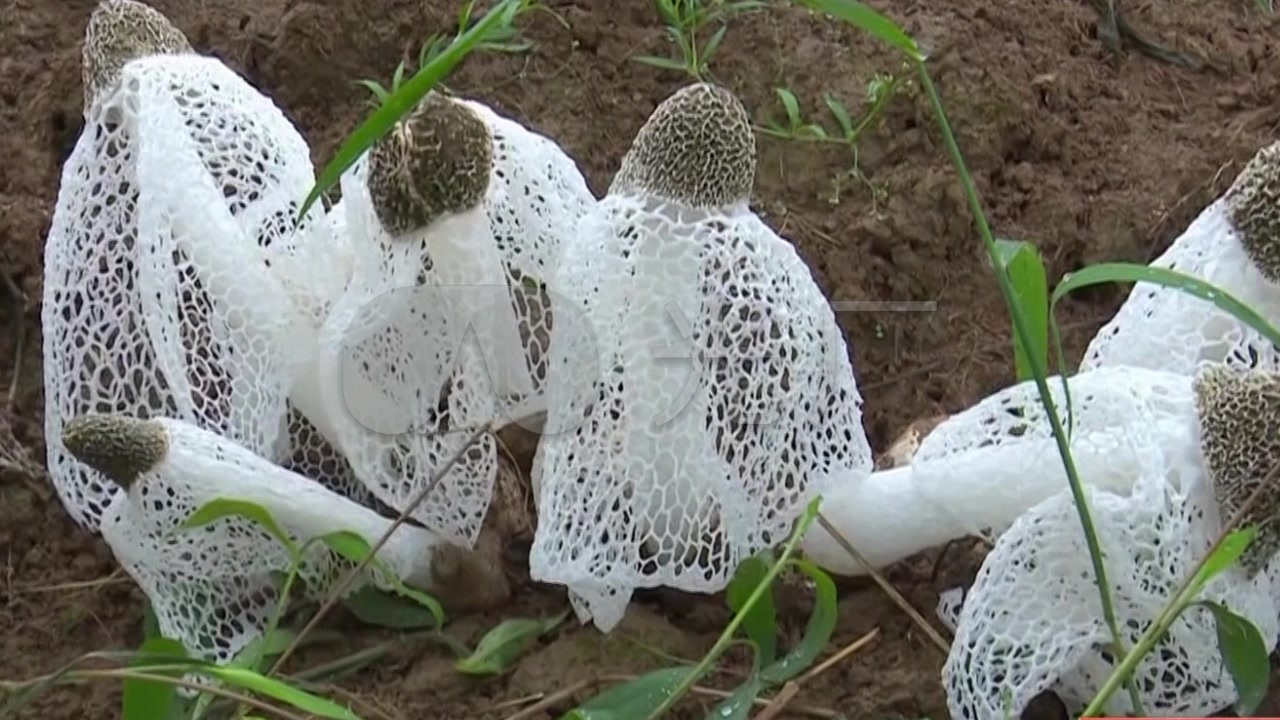 竹荪种植农村特色济作物种植素材