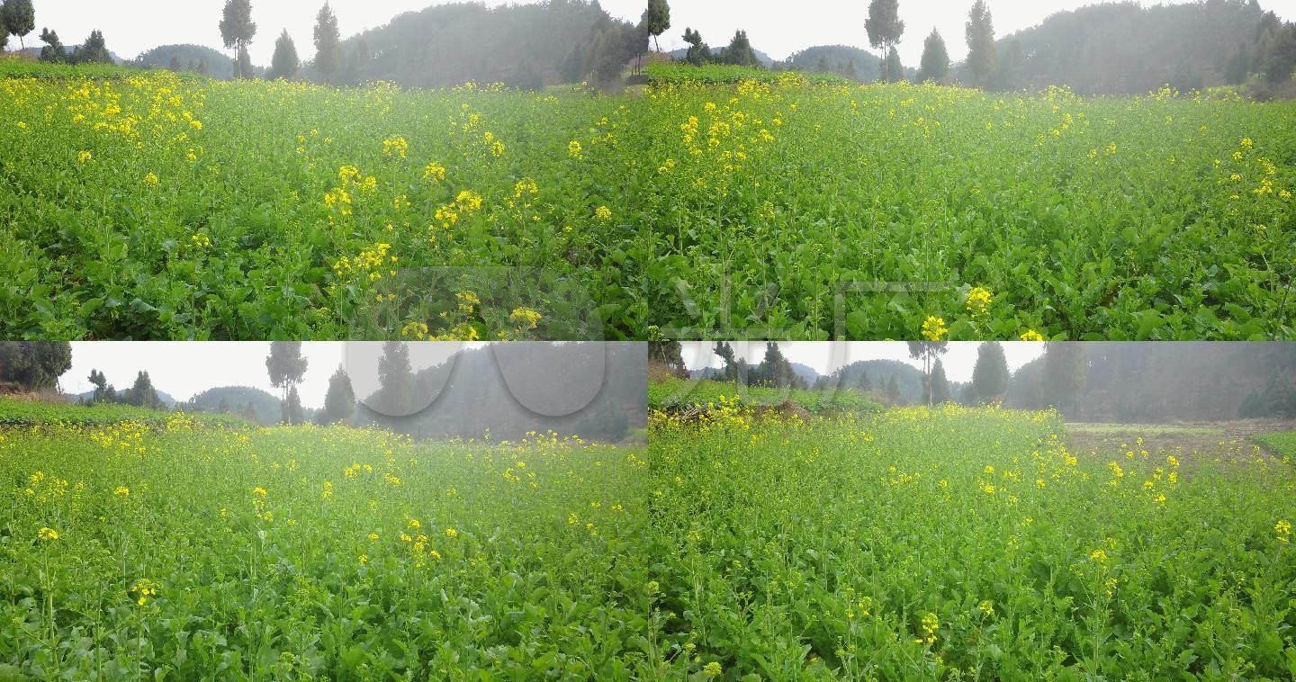 油菜花油菜花航拍油菜花地航拍绿色航拍农村航拍油菜 【声明】vj师网