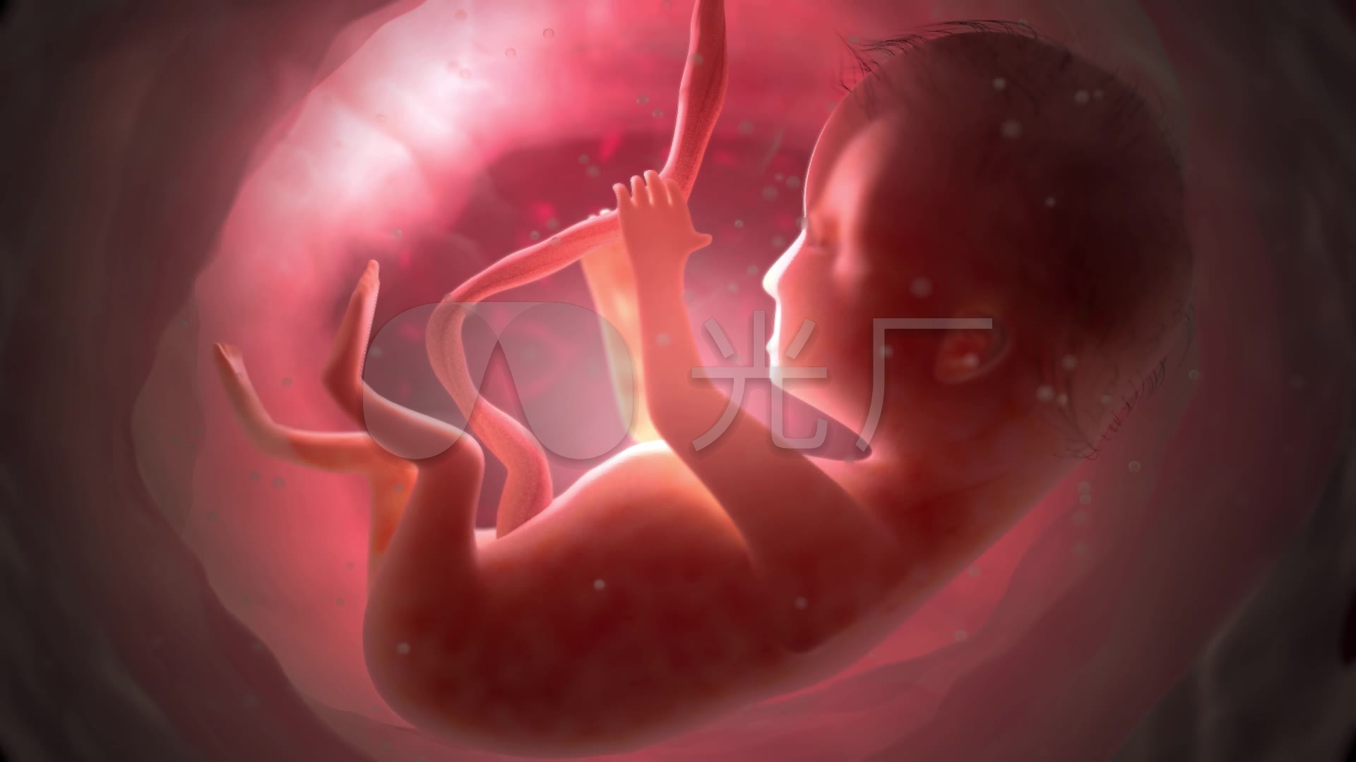 孕育新生命人类胚胎_1920x1080_高清视频素材下载(:)