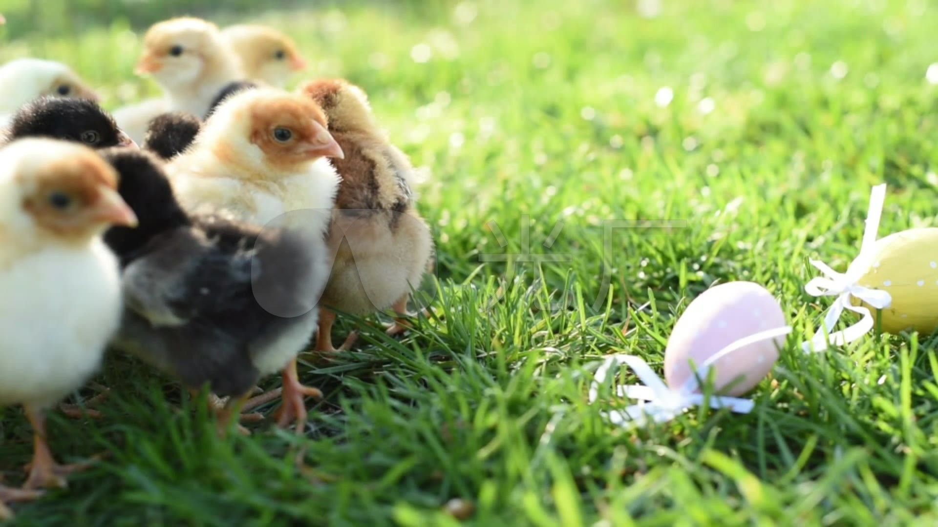 可爱的小鸡群在绿草地上_1920x1080_高清视频素材下载