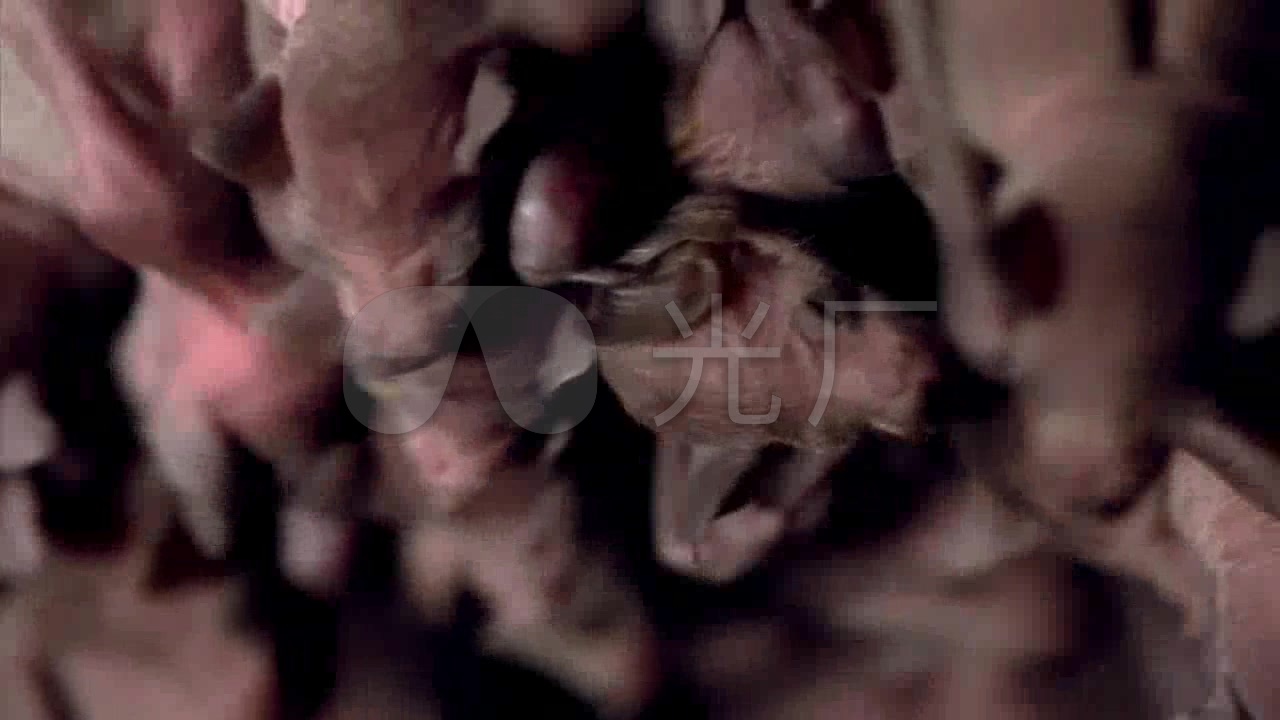蝙蝠窝