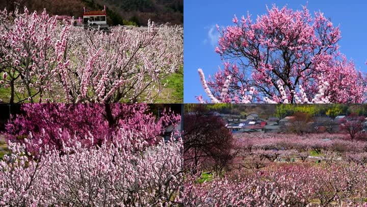 春天 田野 踏春 桃花 樱花 梨花 花的海洋 公园 蓝天 天气晴朗 阳光