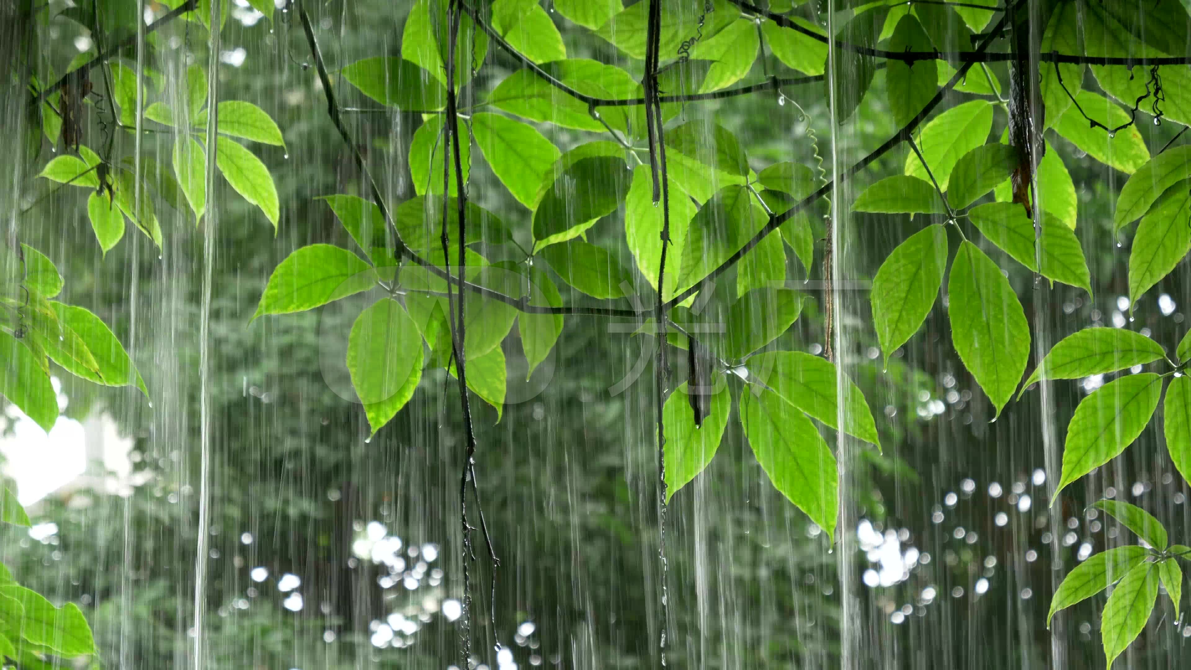 4k 实拍雨中绿色植物