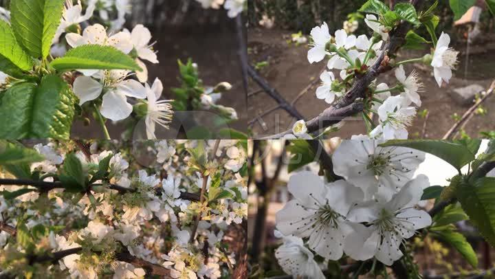 大樱桃开花