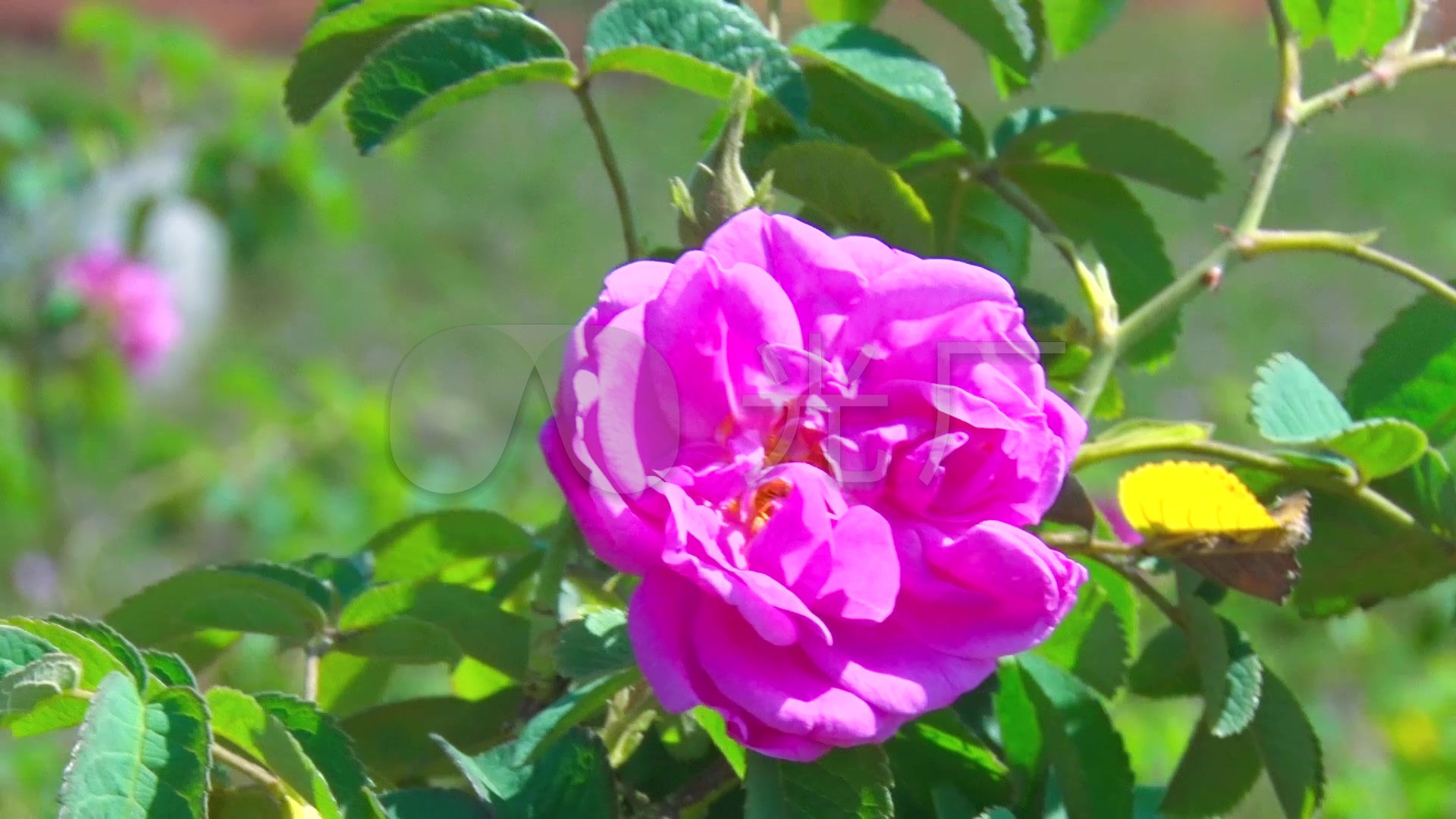 玫瑰花大马士革玫瑰_1920x1080_高清视频素材下载(编号:3455786)_实拍