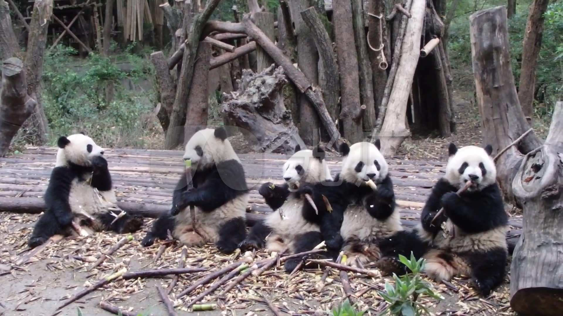 一群熊猫_1920x1080_高清视频素材下载(编号:3454641)