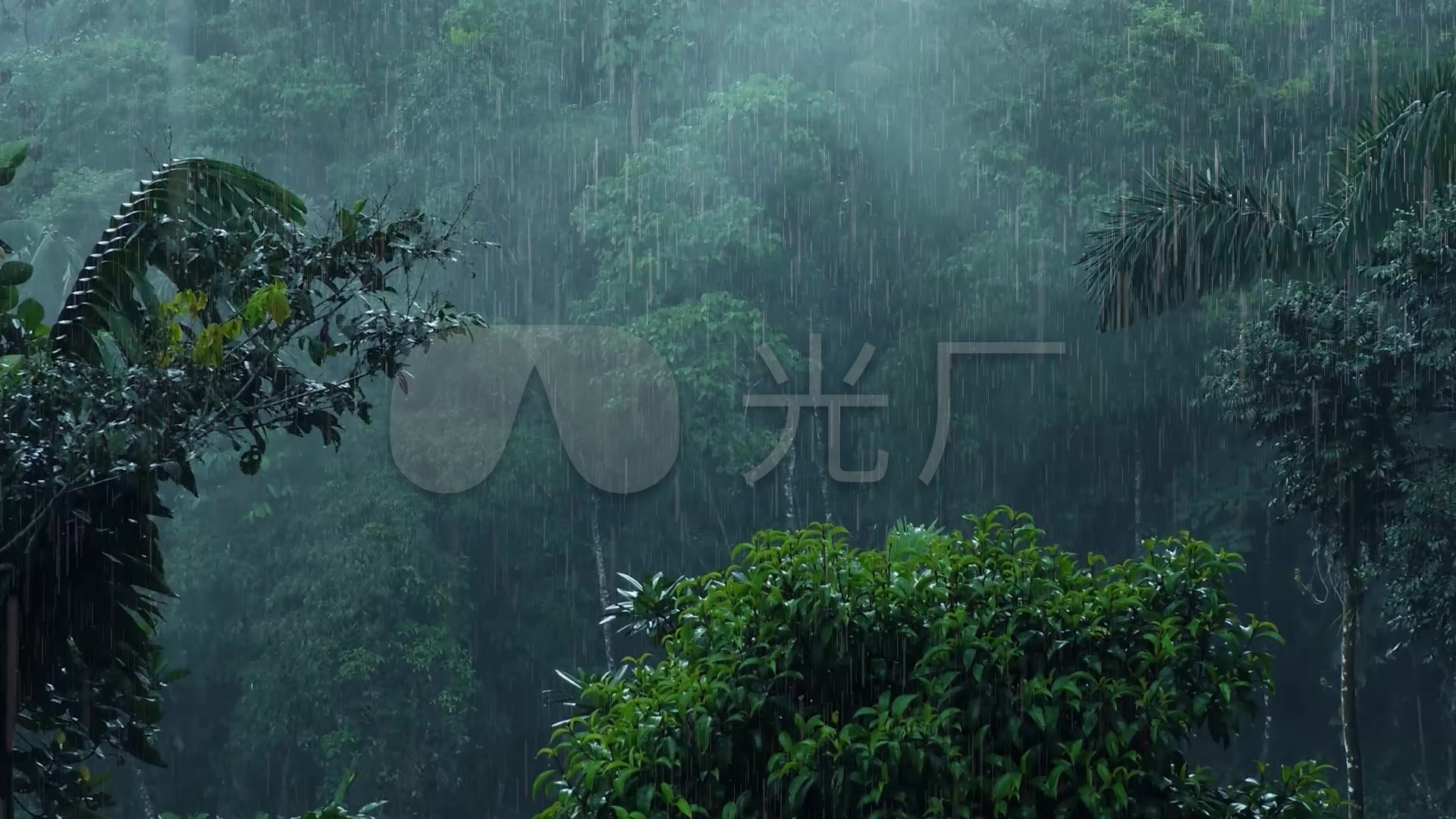 森林雨景视频_1920x1080_高清视频素材下载(编号:)
