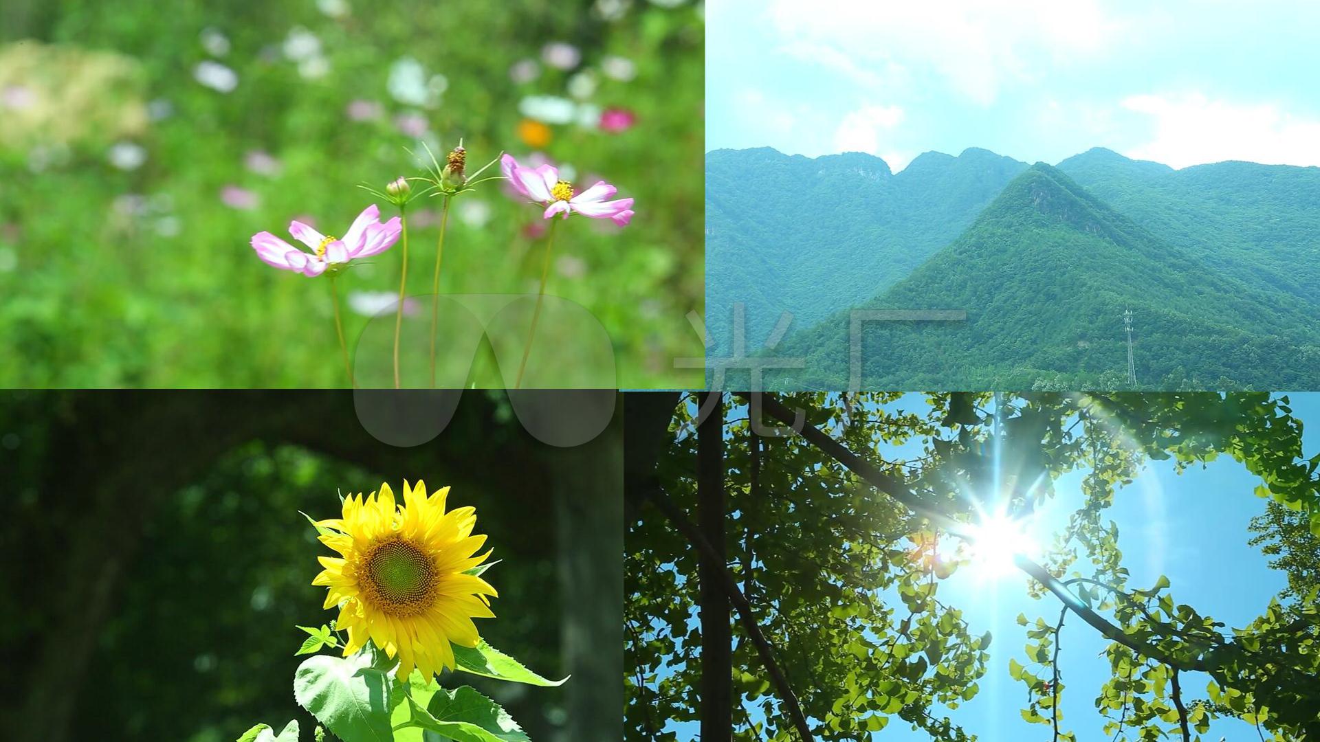 夏天春天各种花草风景