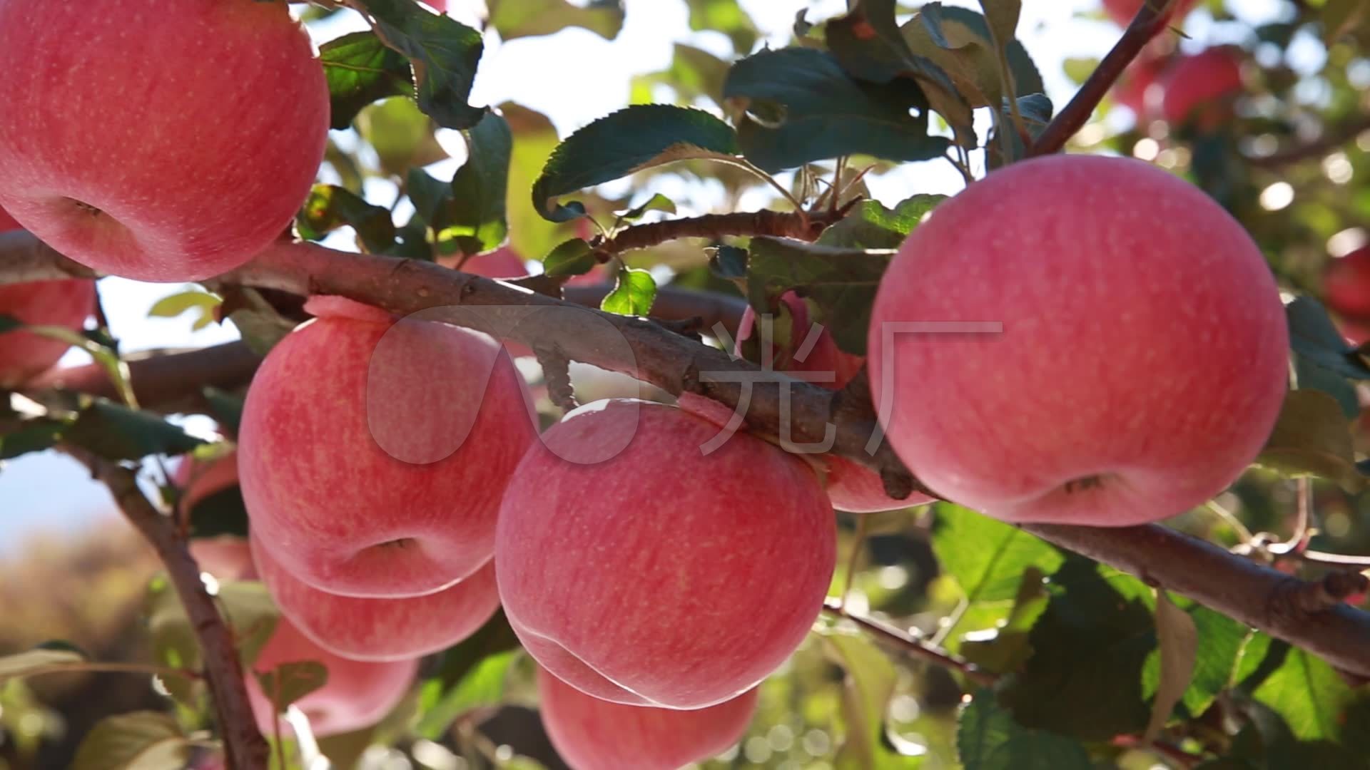 农业-苹果树-大苹果-实拍视频_1920x1080_高清视频(:)