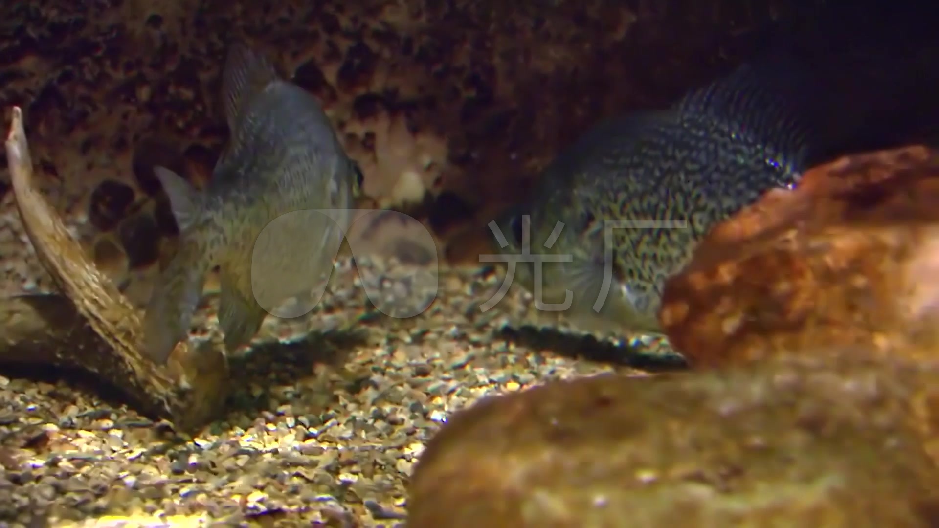 超清水下海底潜水实拍蓝鳃鱼视频素材