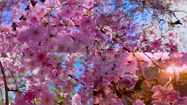 樱花 夏天 四月 春天 万物复苏 生机勃勃 盛开