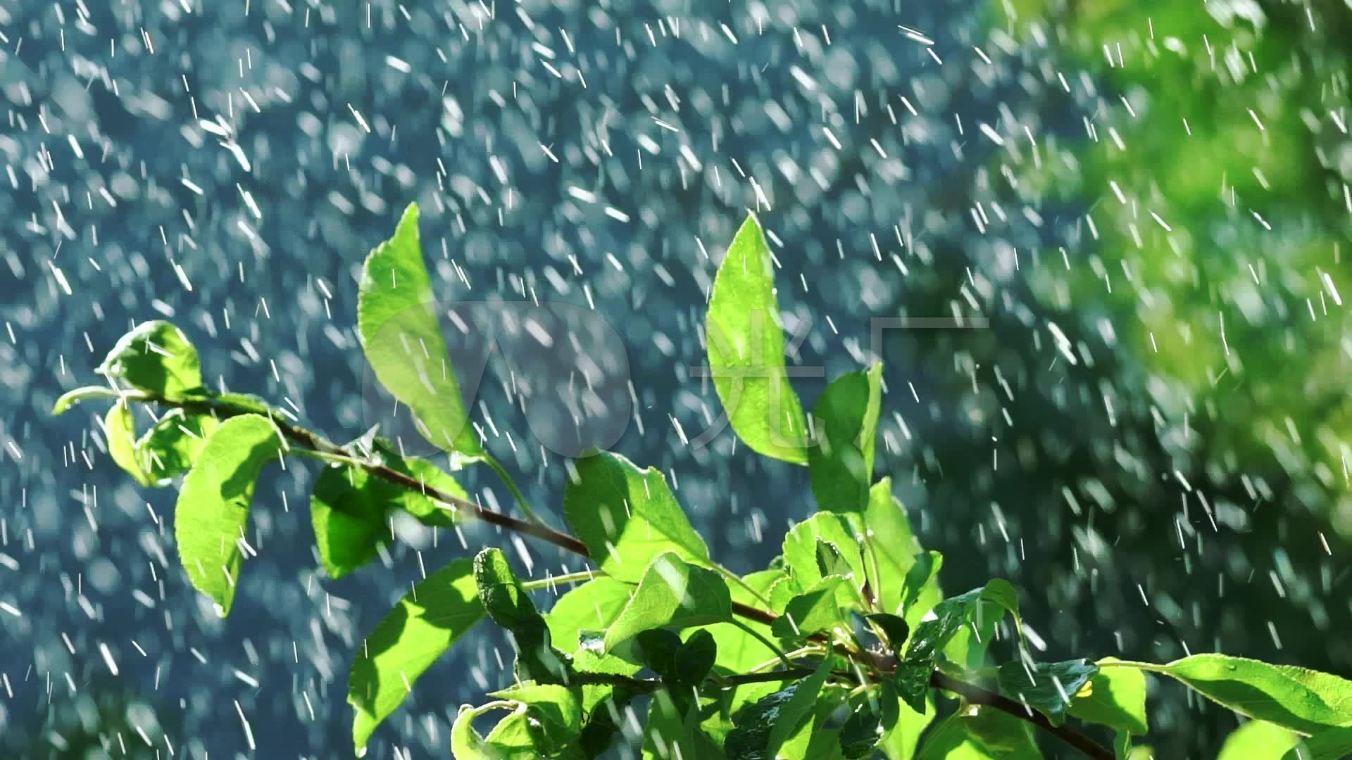 雨天雨打树叶绿叶树叶_1920x1080_高清视频素材下载