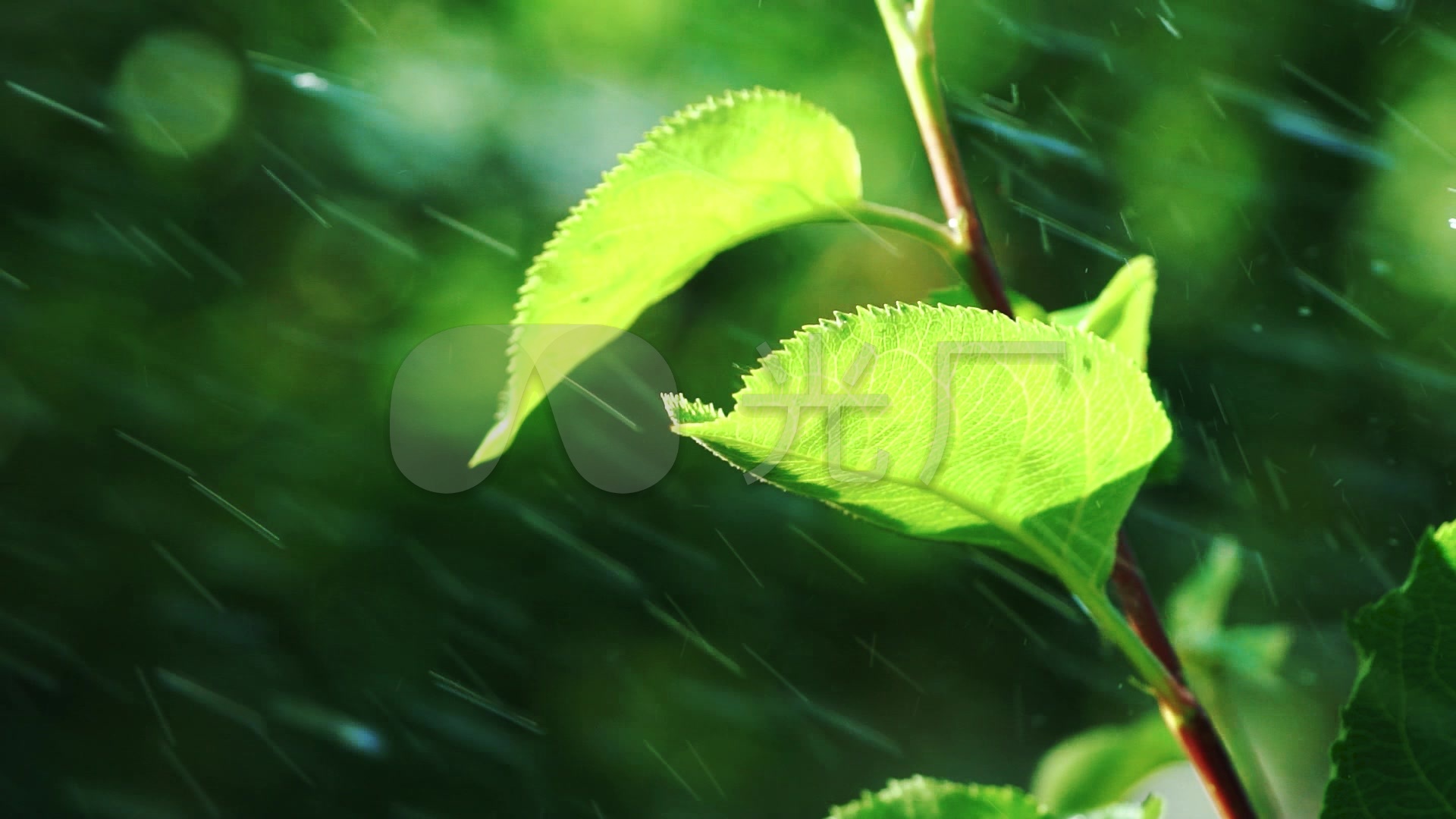 雨天雨打树叶绿叶树叶叶子
