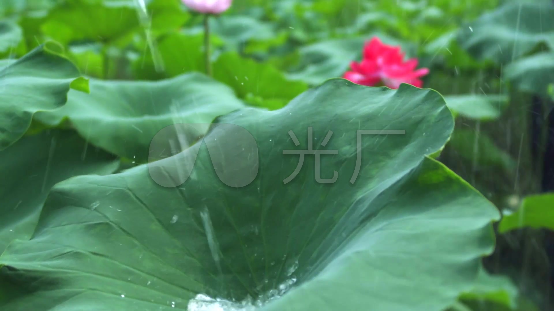 吹美景小提琴弹古筝传统特效_6下载(编号:347视频笛子毛五图片