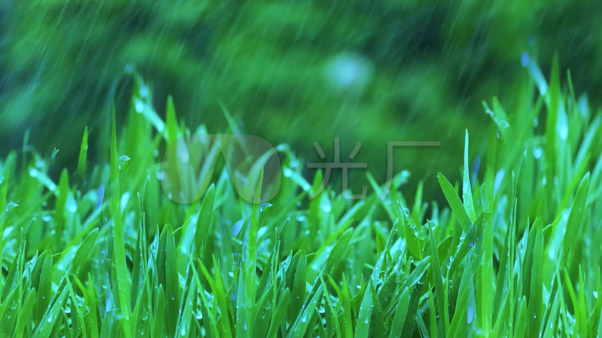 春天春雨连绵淋湿小草