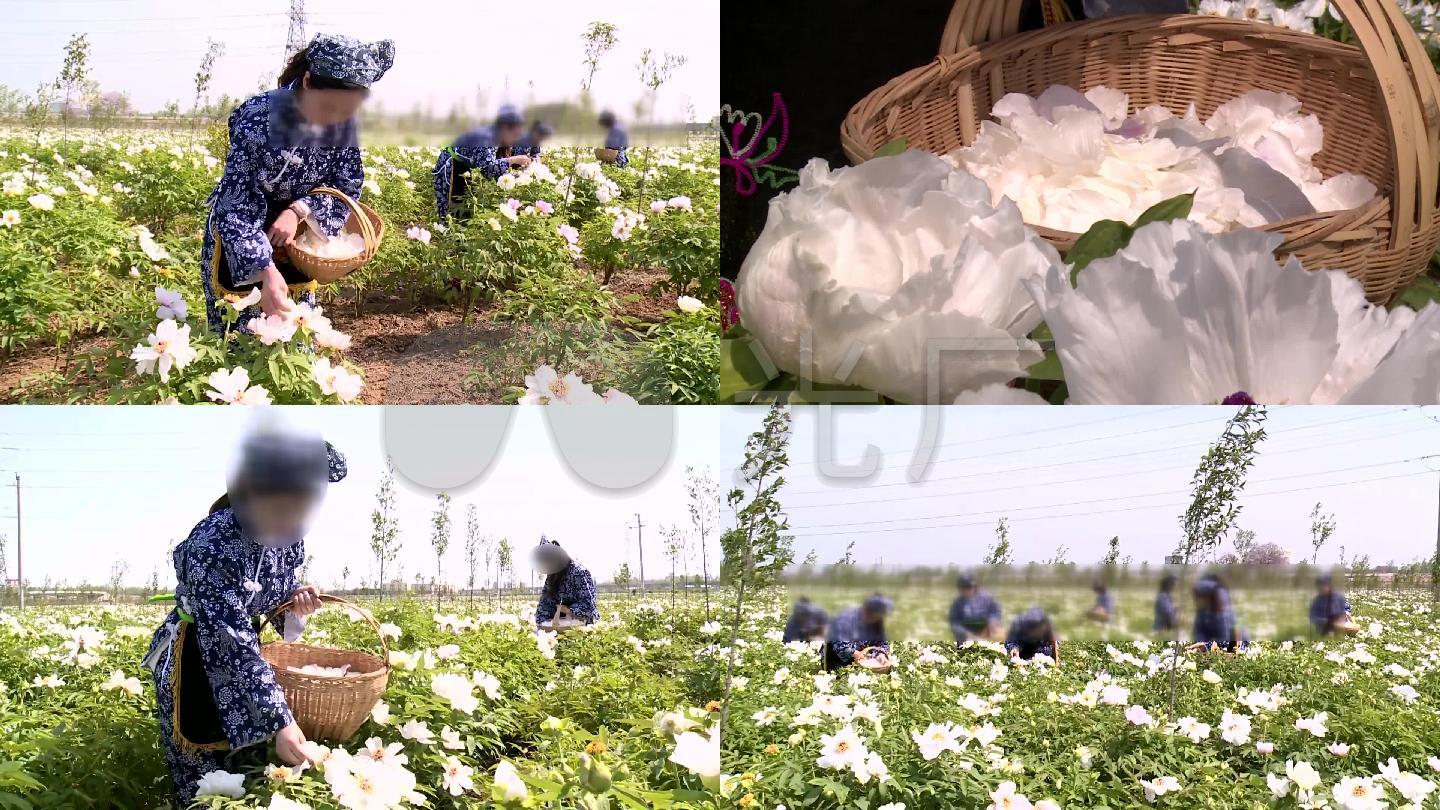 花娘采摘白牡丹