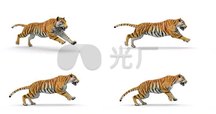老虎猛虎奔跑动物大老虎野生虎野兽3d模型动画东北虎华南虎森林之王