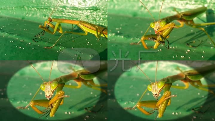 实拍特写螳螂吃蜘蛛