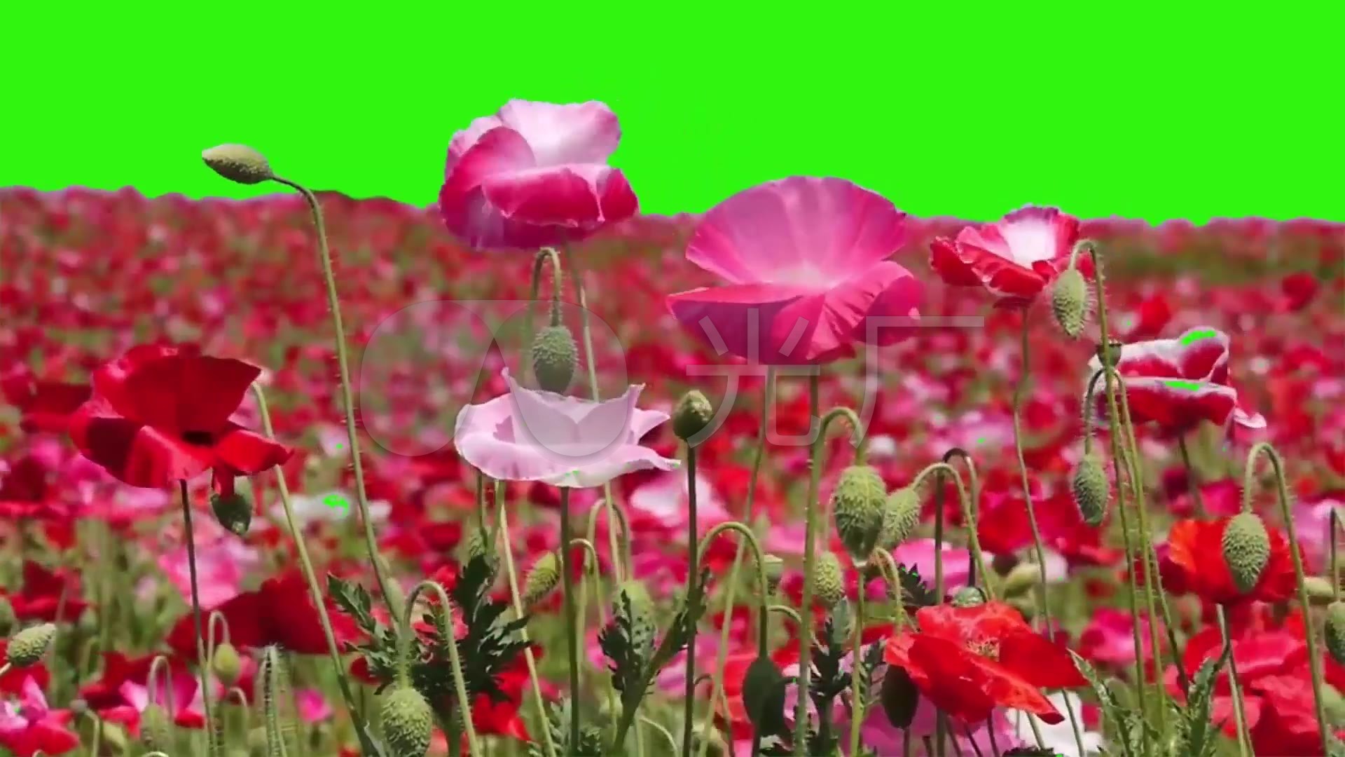清新大自然浪漫花海花卉红花绿幕素材