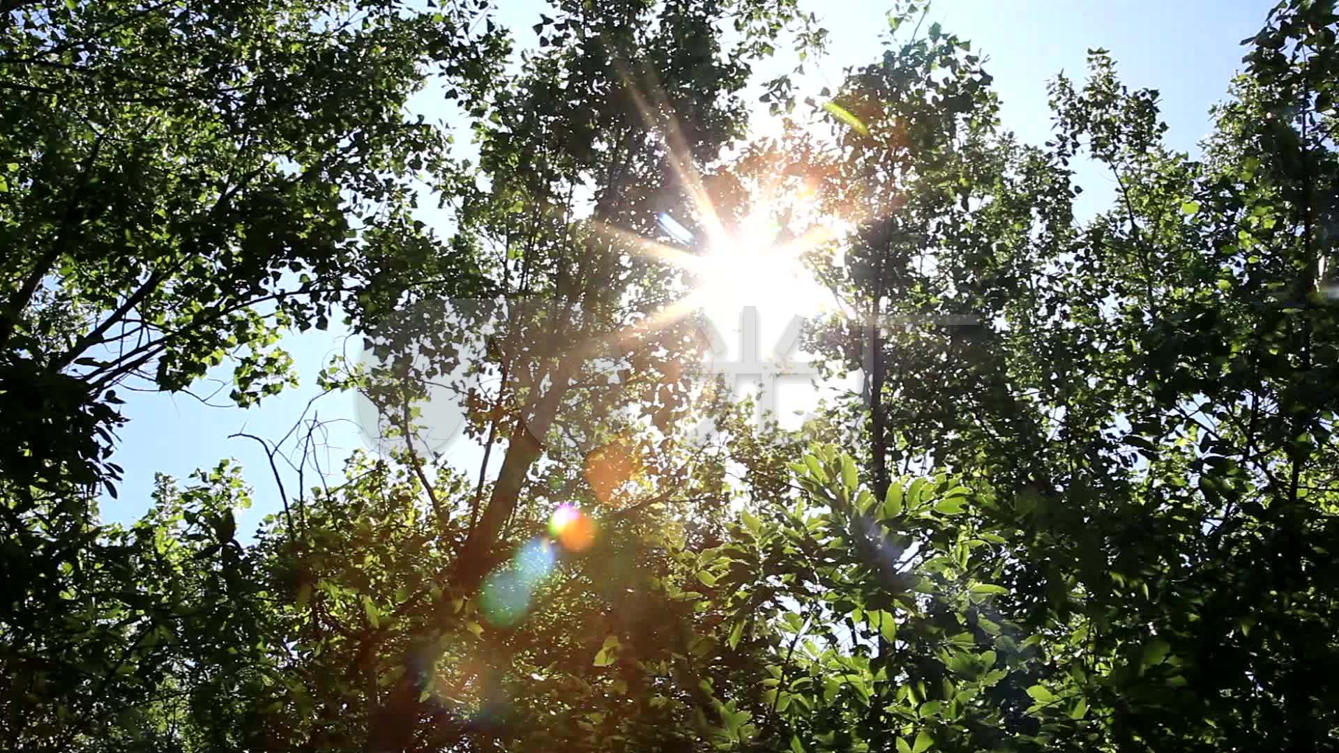 夏天天空树荫 阳光照耀太阳光芒透过树叶
