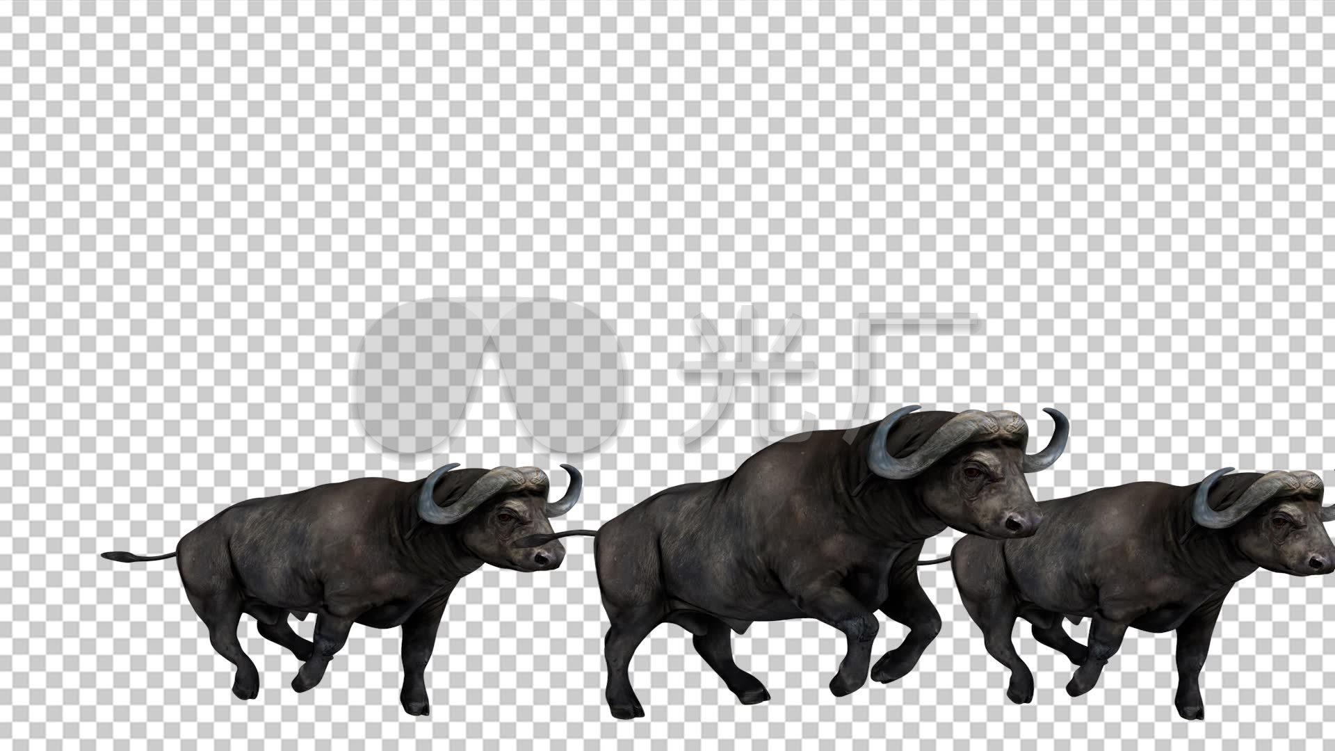 一群公牛奔跑