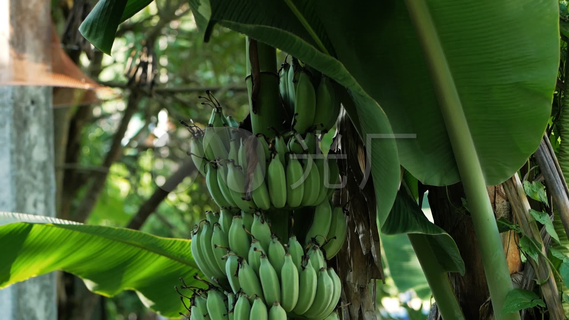 香蕉树上未成熟的香蕉_1920x1080_高清视频素材下载(编号:3499007)