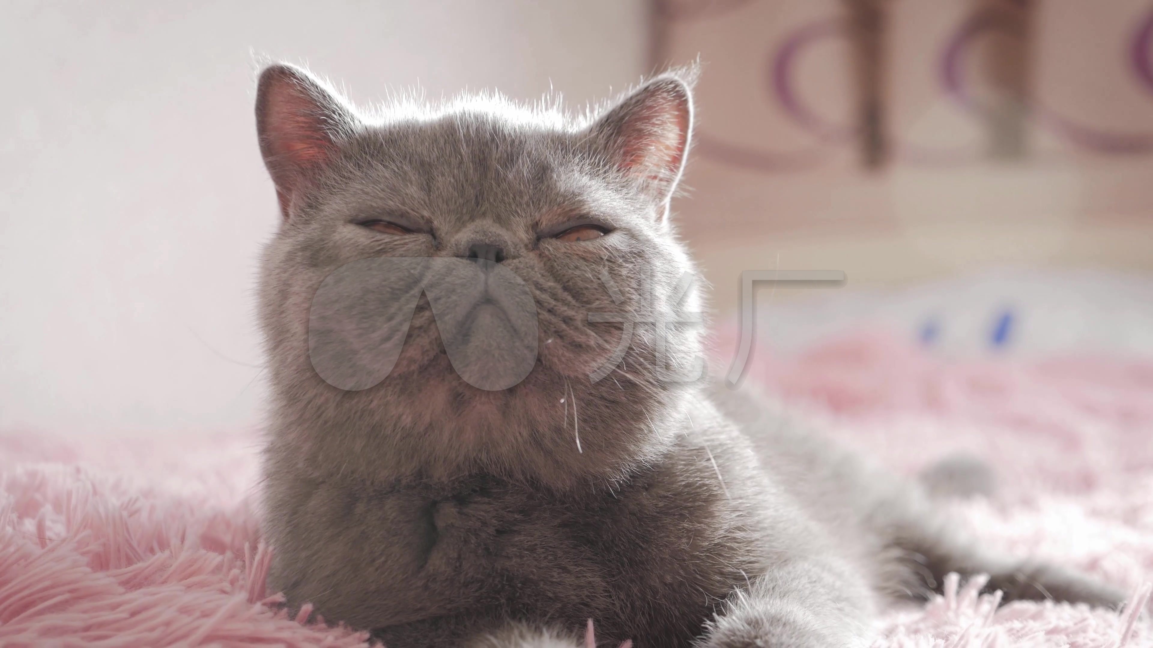 4K慵懒特写加菲猫可爱视频逗猫猫咪视频_宠物万人千镜头课图片