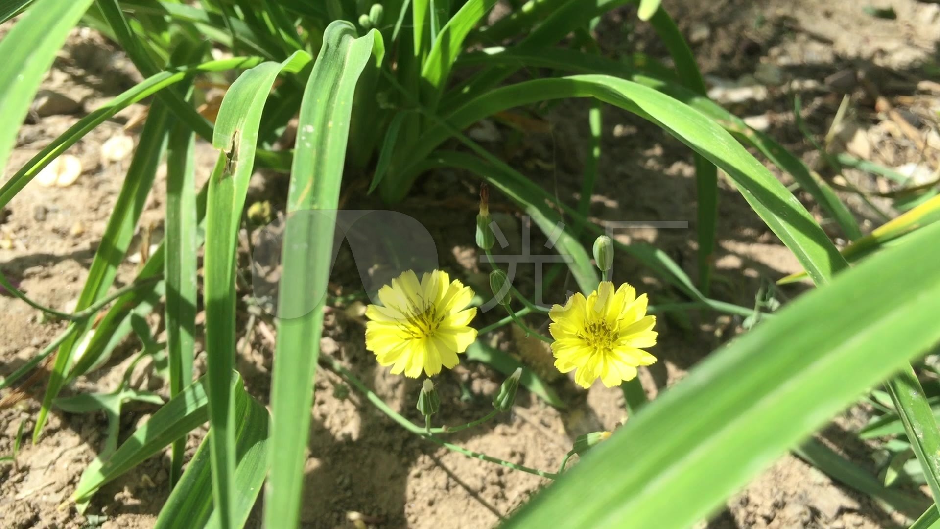 实拍 野地 野草 小黄花 高清视频