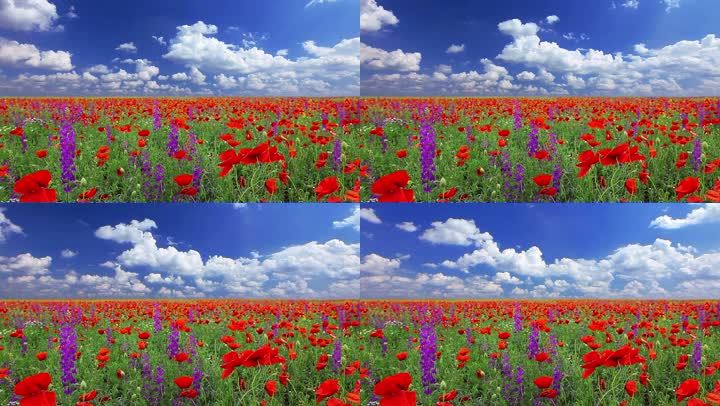 花海蓝天白云大自然风景红色花朵花卉紫色延时夏日视频