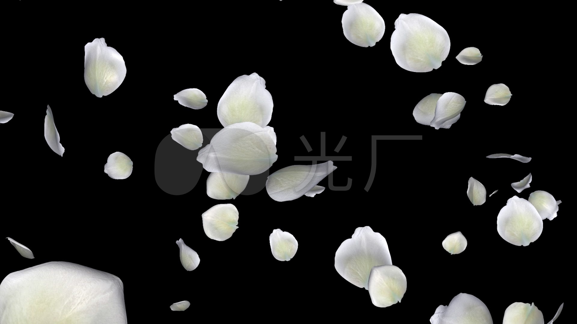 白玫瑰花瓣带通道_1920x1080_高清视频素材下载(编号