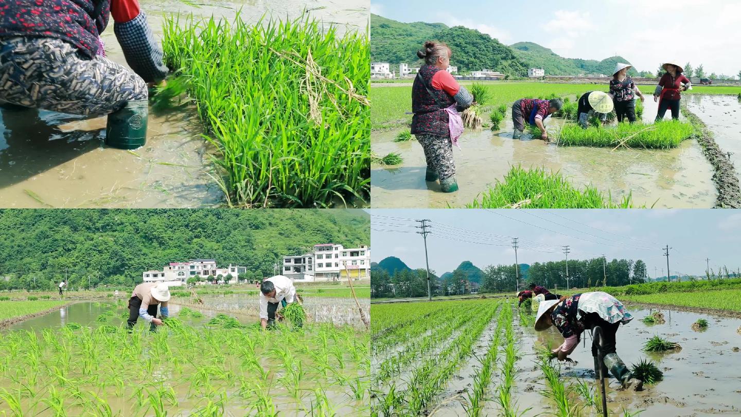 农民插秧水稻秧苗