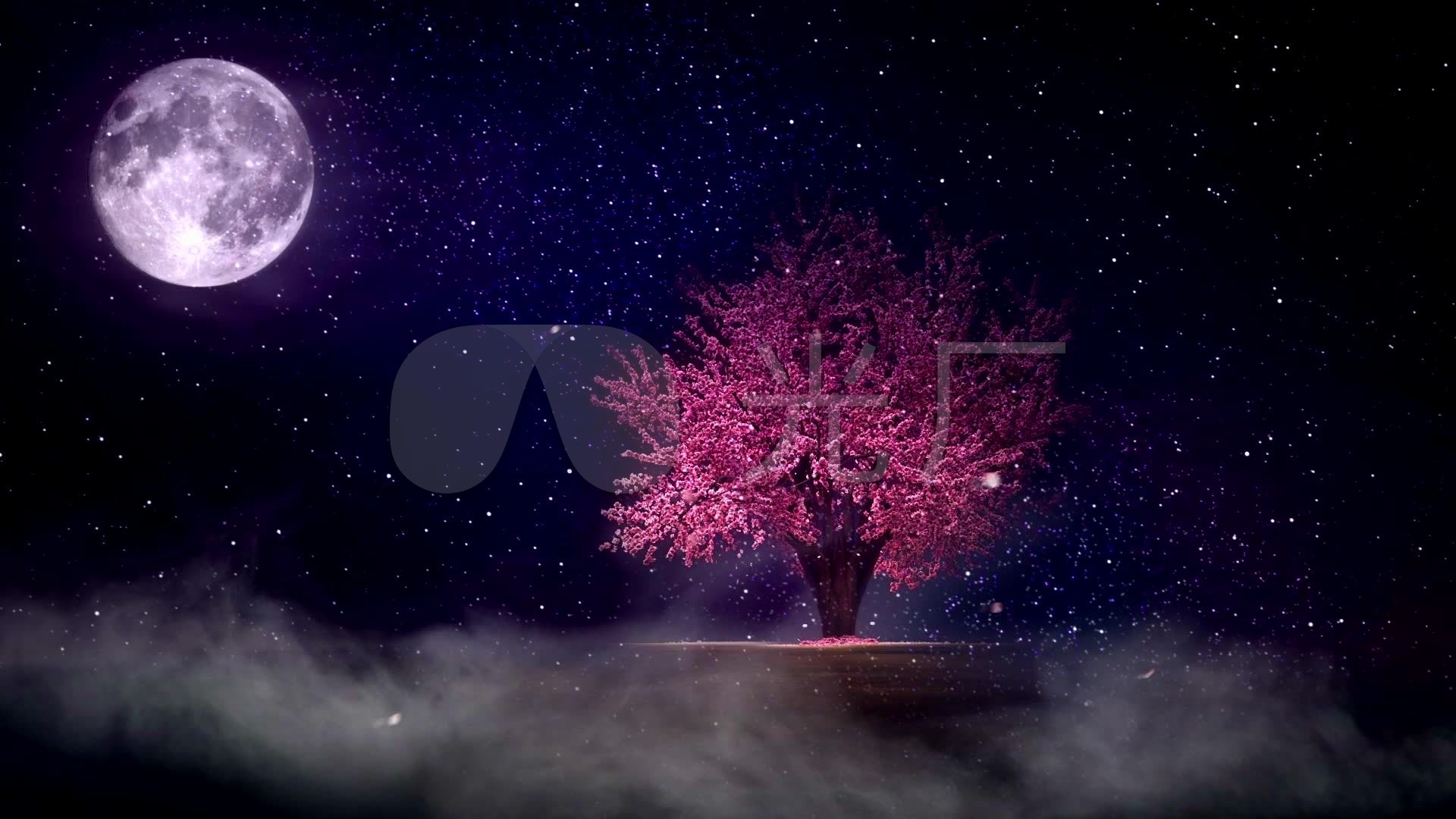 唯美星空下的樱花树_1920x1080_高清视频素材下载(:)