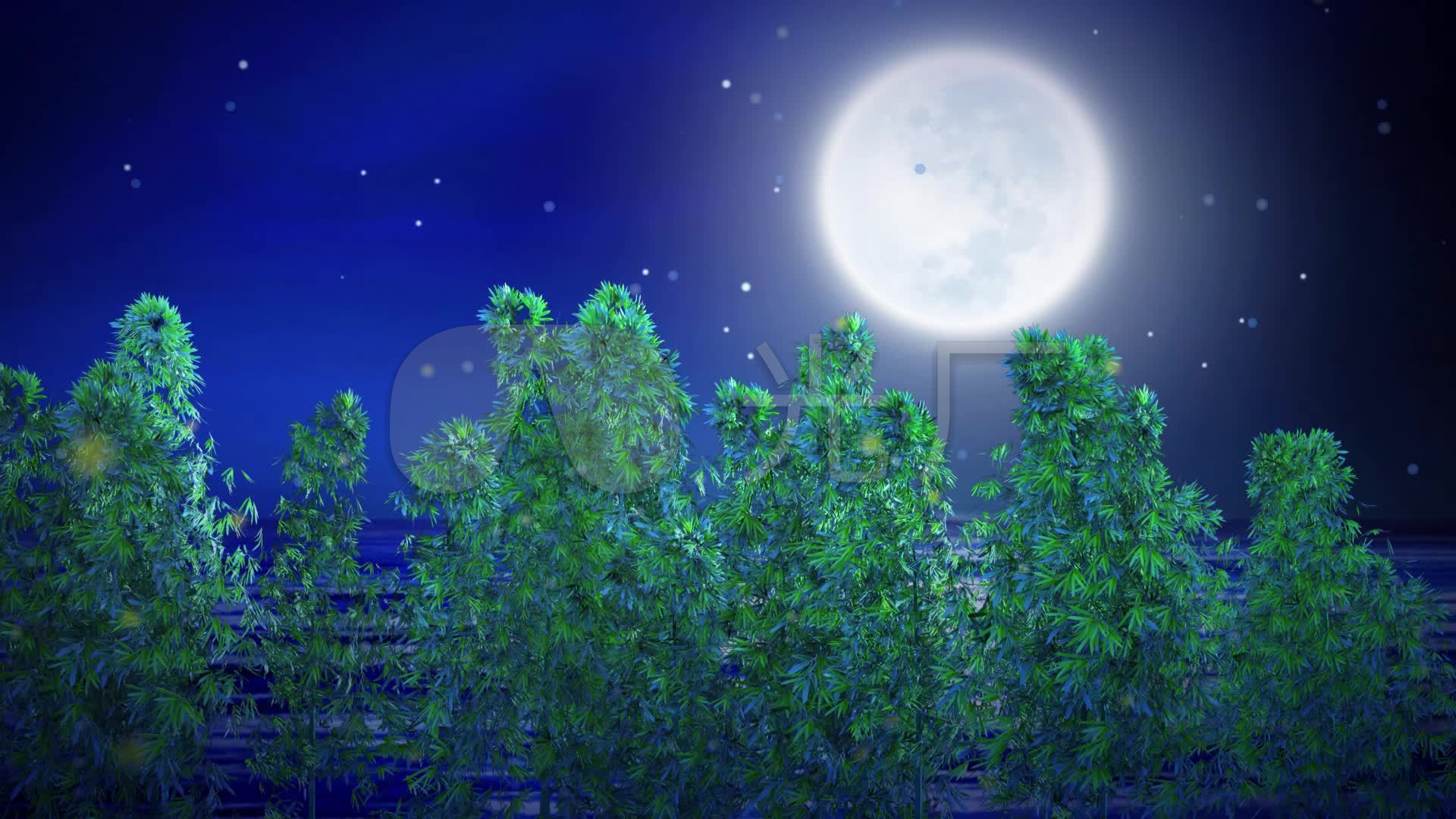 月光下的凤尾竹唯美竹林背景视频