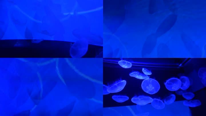 水族馆浮游生物