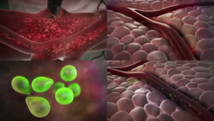 疟疾形成过程蚊子吸血疾病传播血液