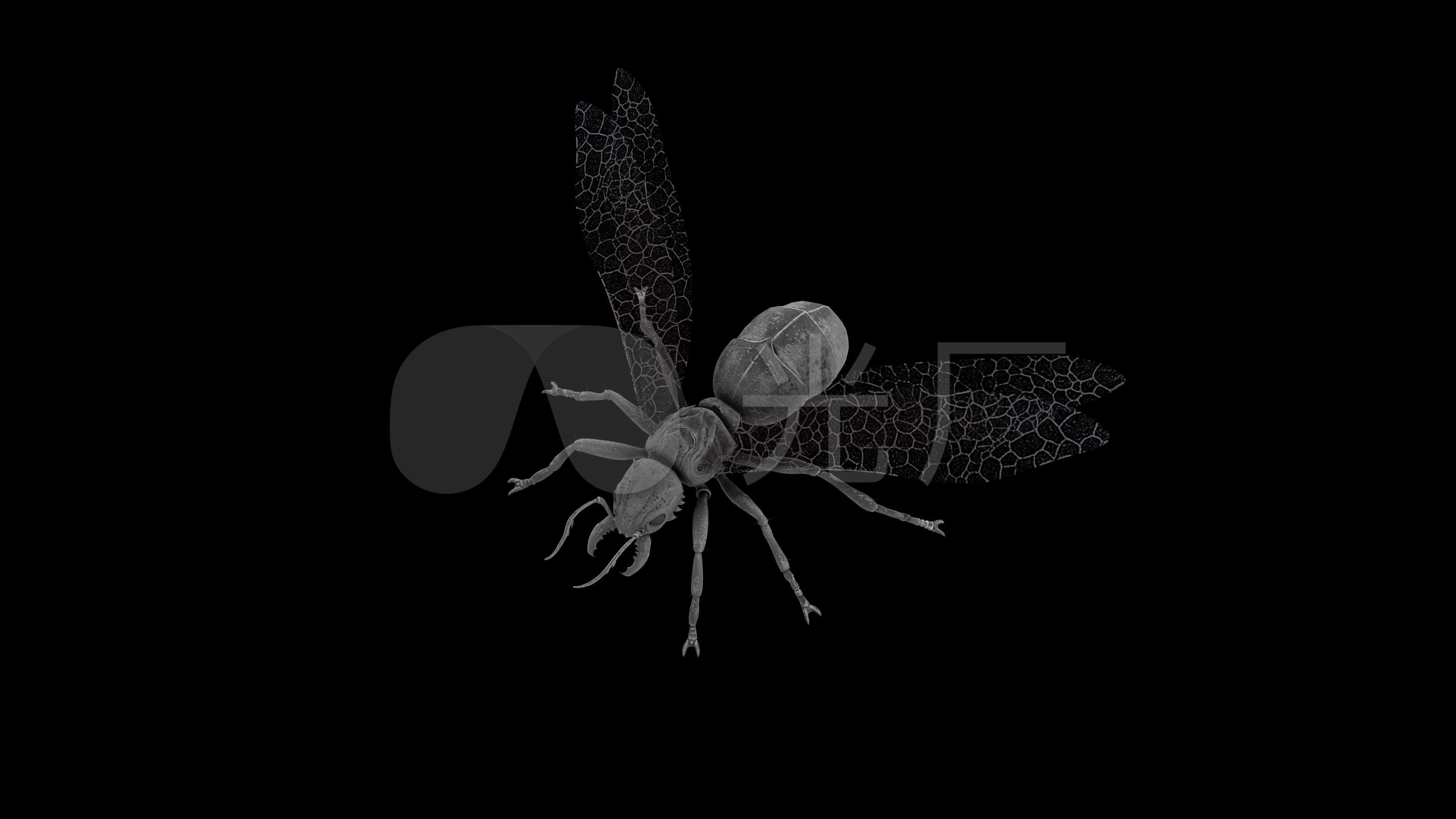 带翅膀的蚂蚁动画(1)_3840x2160_高清视频素材下载(编号:3741420)