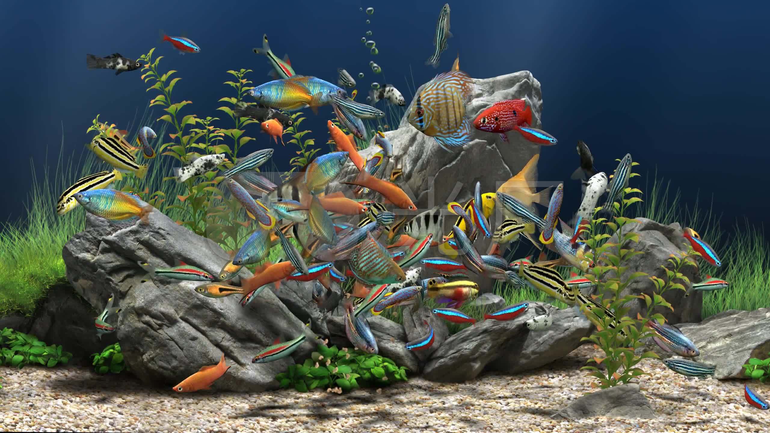 2k水族箱热带鱼