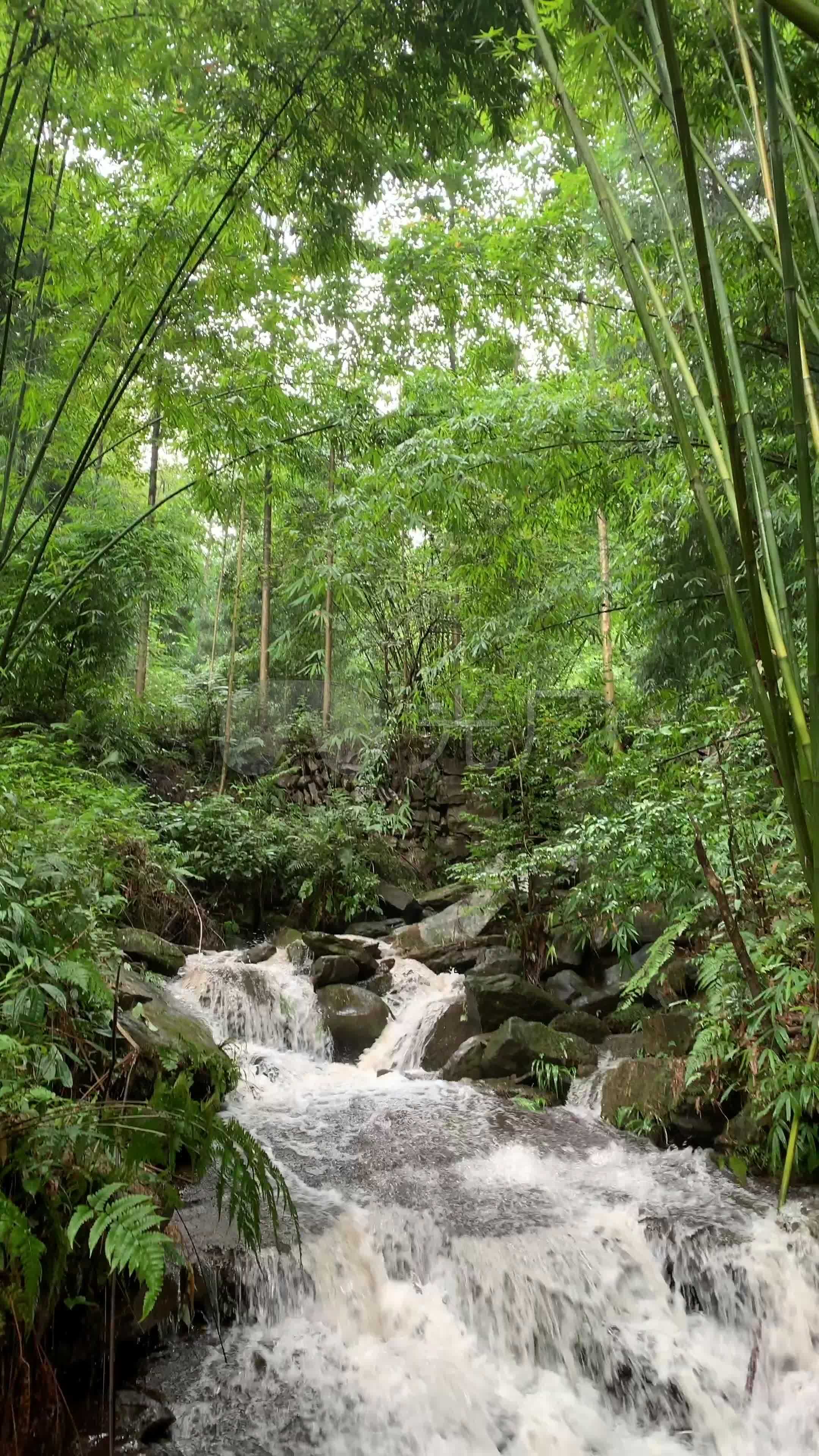 竹林小溪33竖屏4k_21603840_高清素材(编号:3810850)_实拍