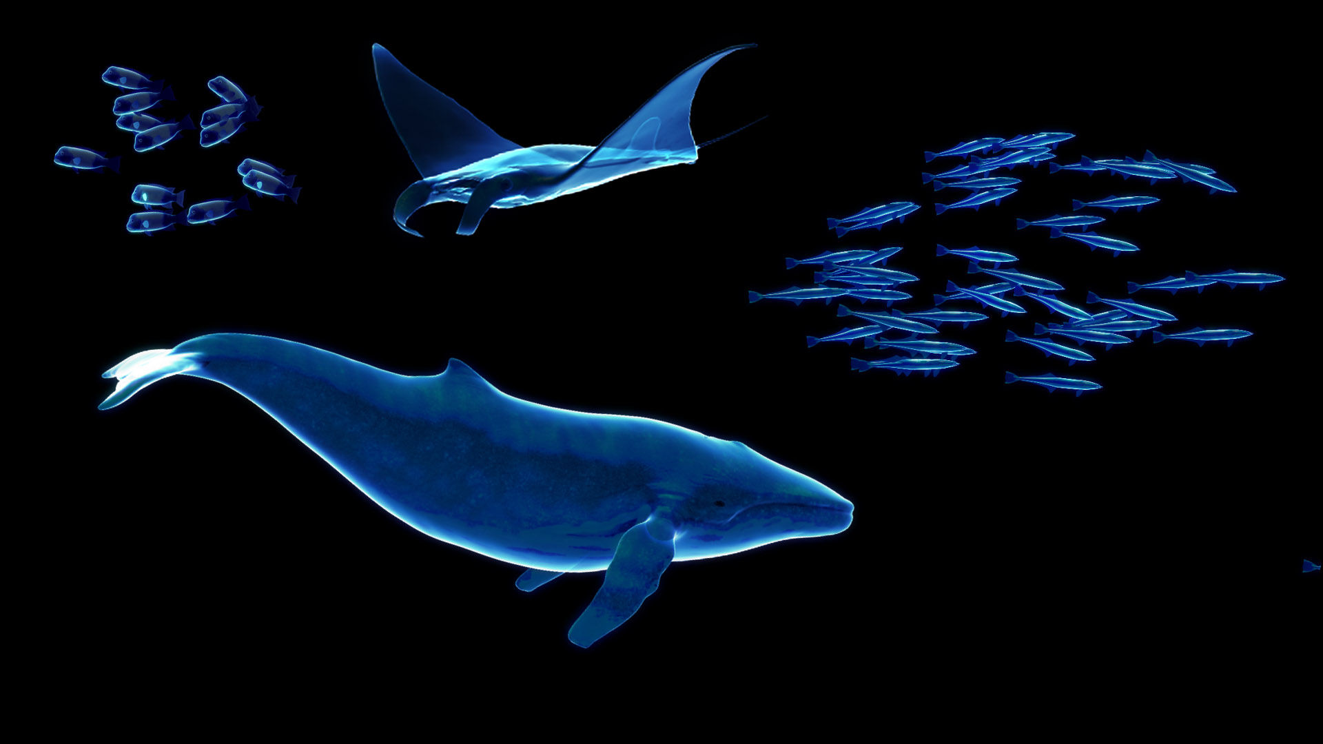 游动海洋鲸鱼鲨鱼魔鬼鱼蝠鲼海龟发光荧光梦幻海洋粒子生物x光科技
