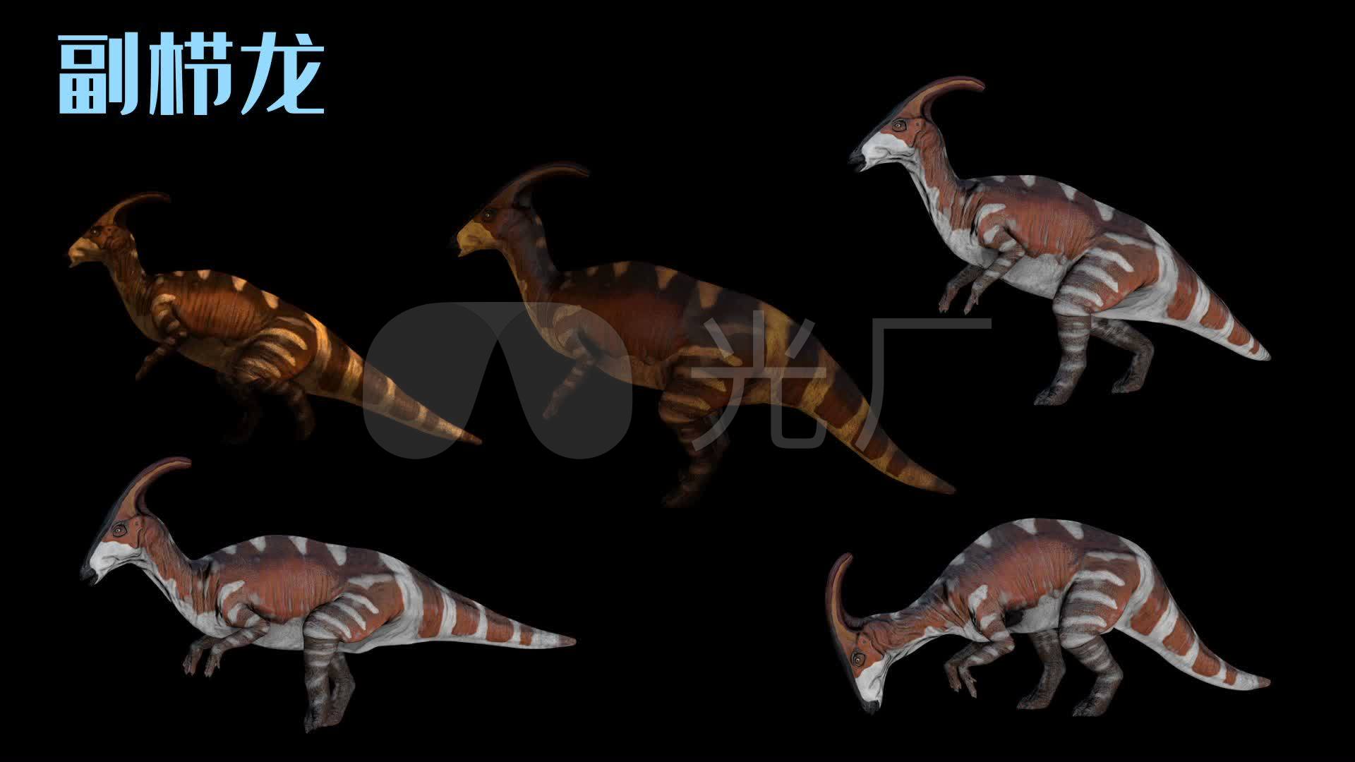 【hd】副栉龙