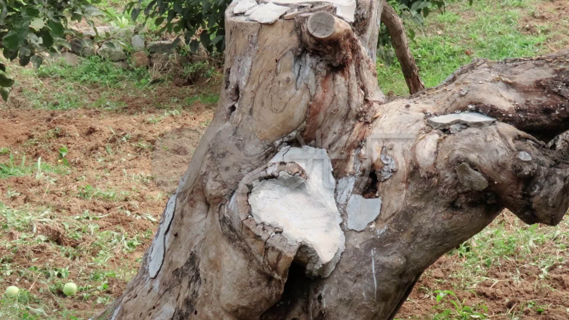 百年老苹果树