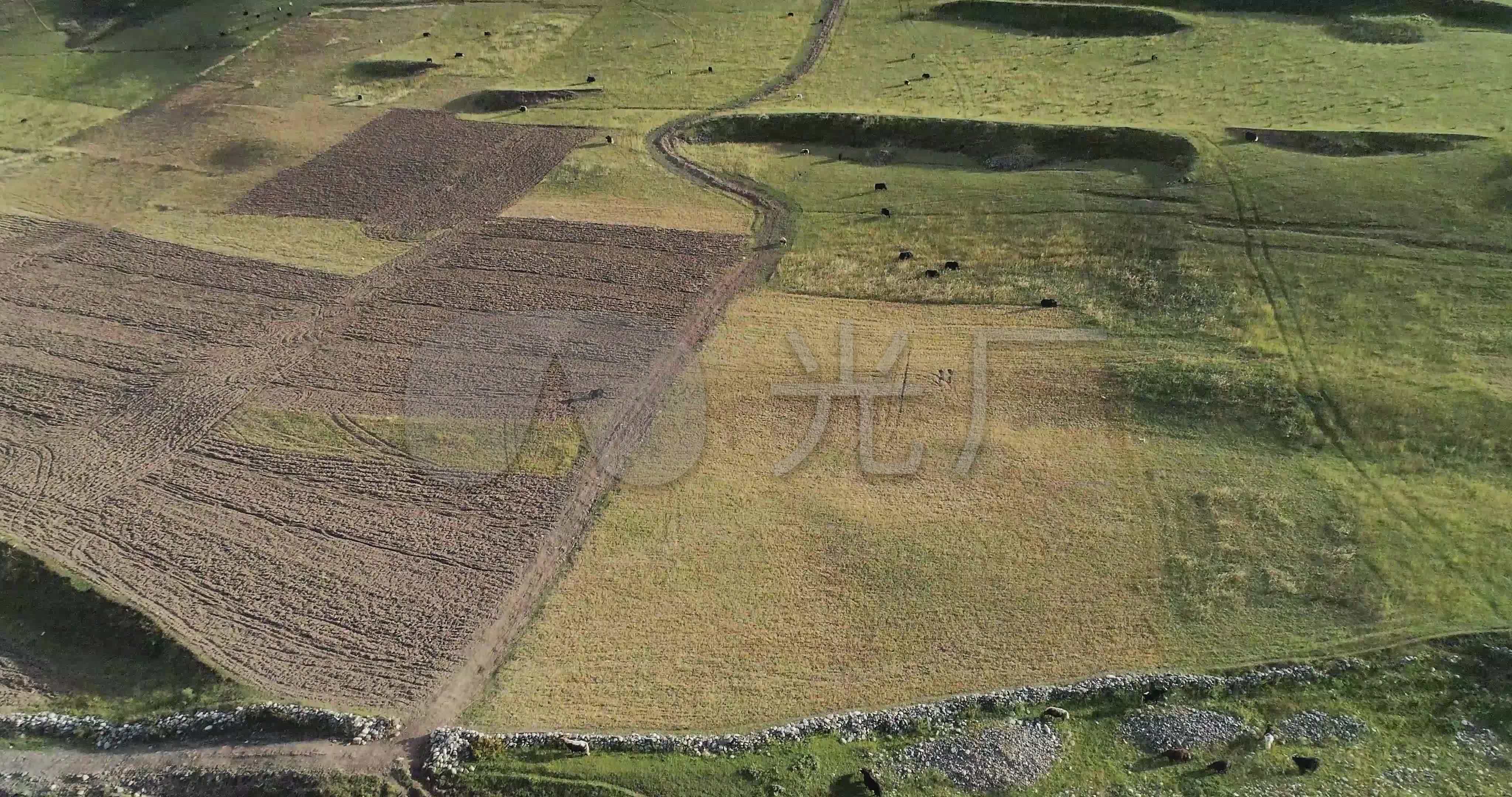 yak meadow,walking shoes 德格援建村落高山草甸牧场牦牛_4096x2160_高清视频