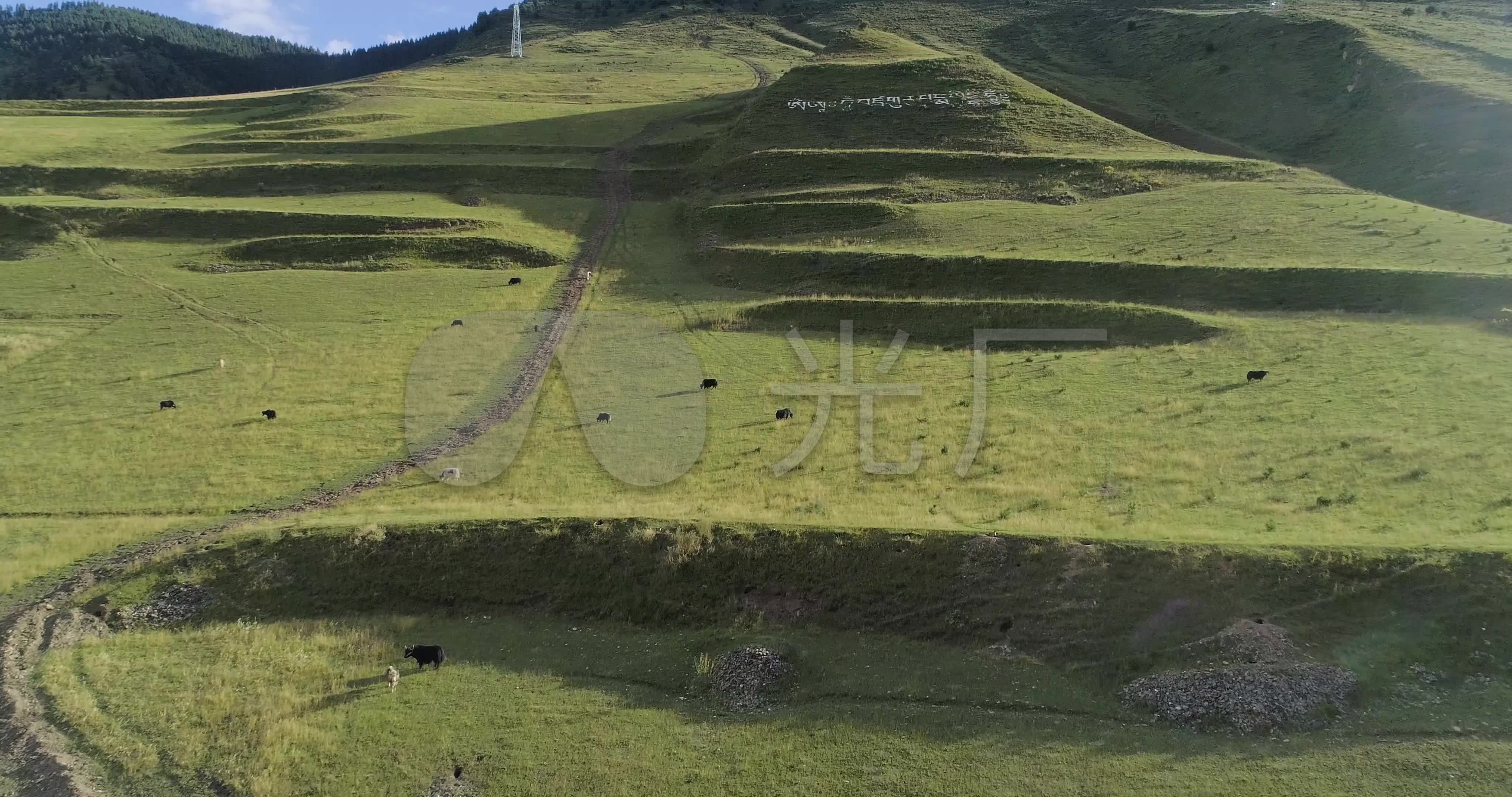 yak meadow,walking shoes 德格援建村落高山草甸牧场牦牛_4096x2160_高清视频