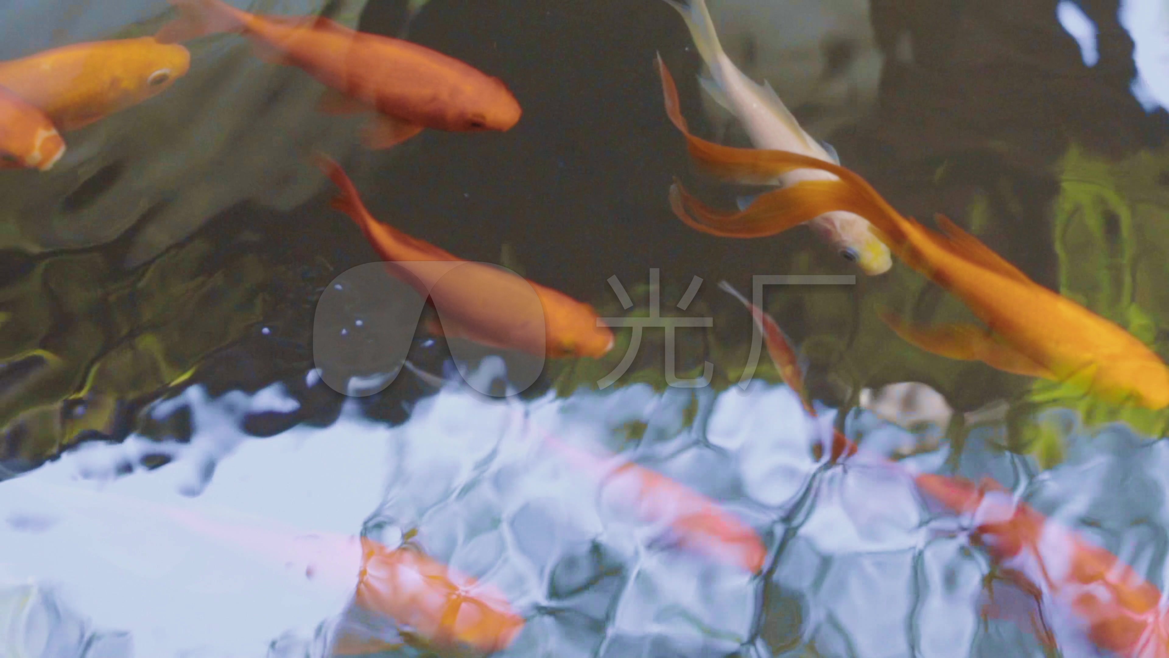 4k唯美诗意锦鲤戏水升格-金鱼