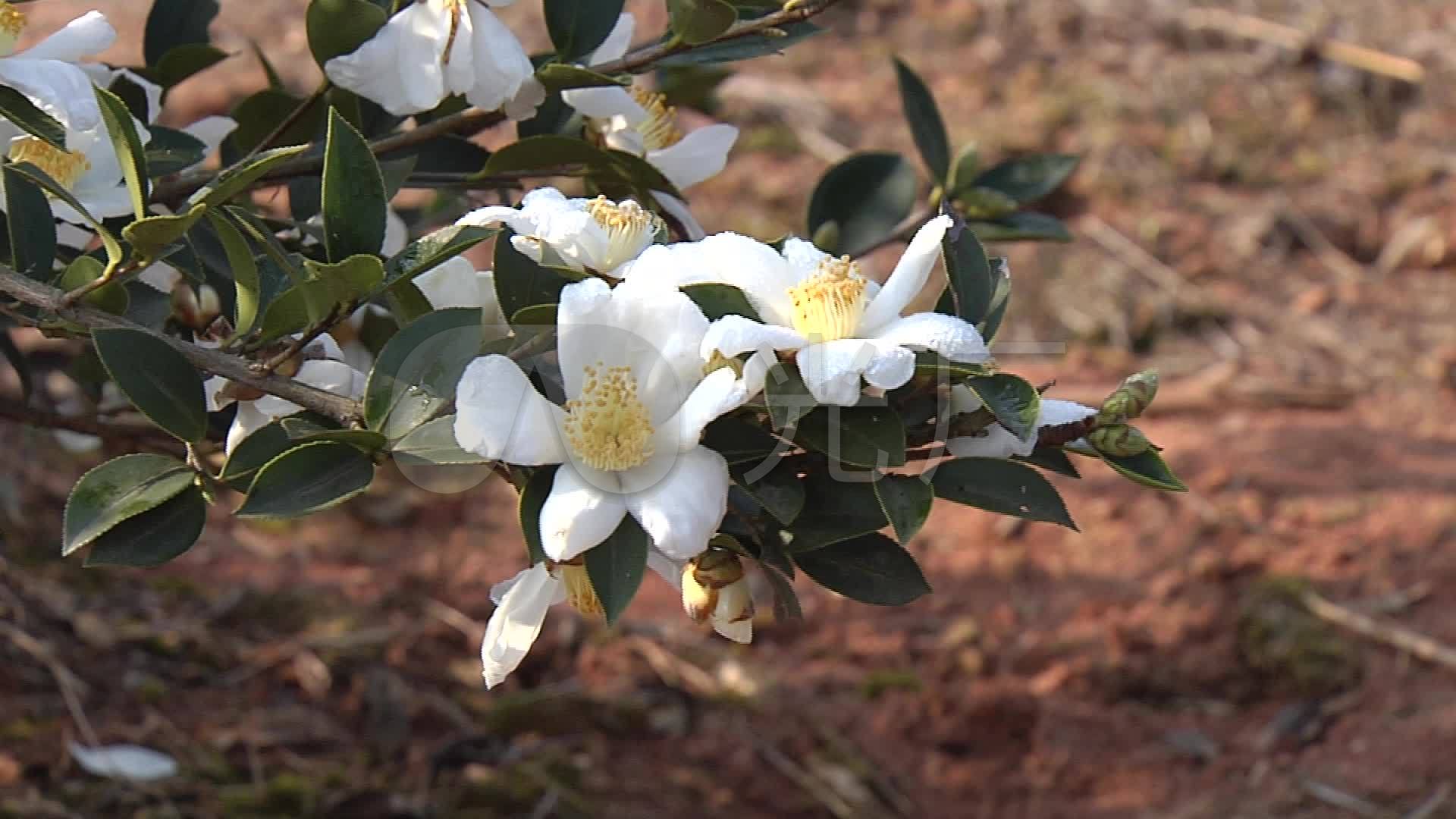 茶油树茶油果茶油花03_1920x1080_高清视频素材下载(编号:3910324)