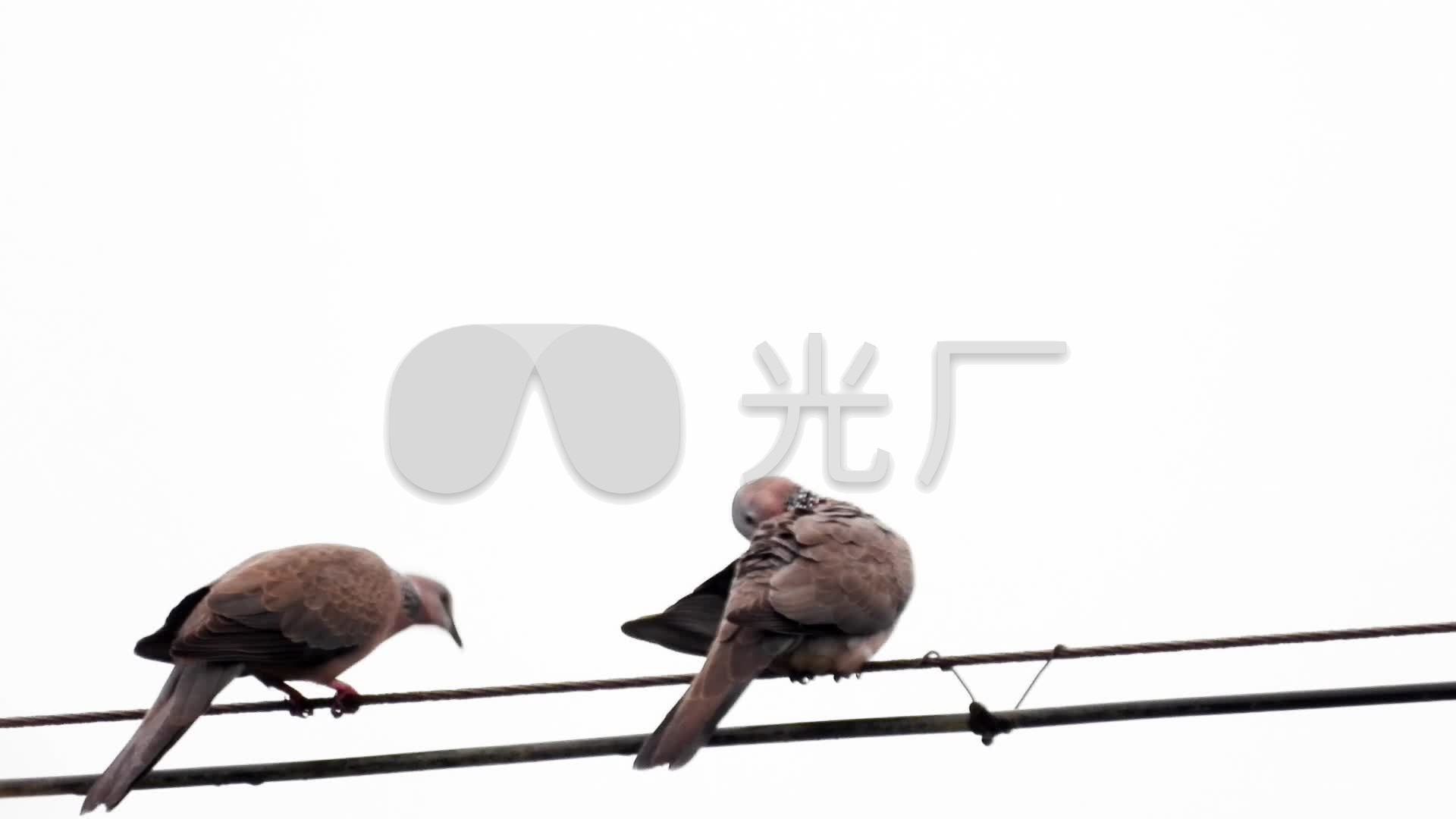公斑鸠像母斑鸠求爱,斑鸠求爱叫声_1920x1080_高清视频素材下载(编号