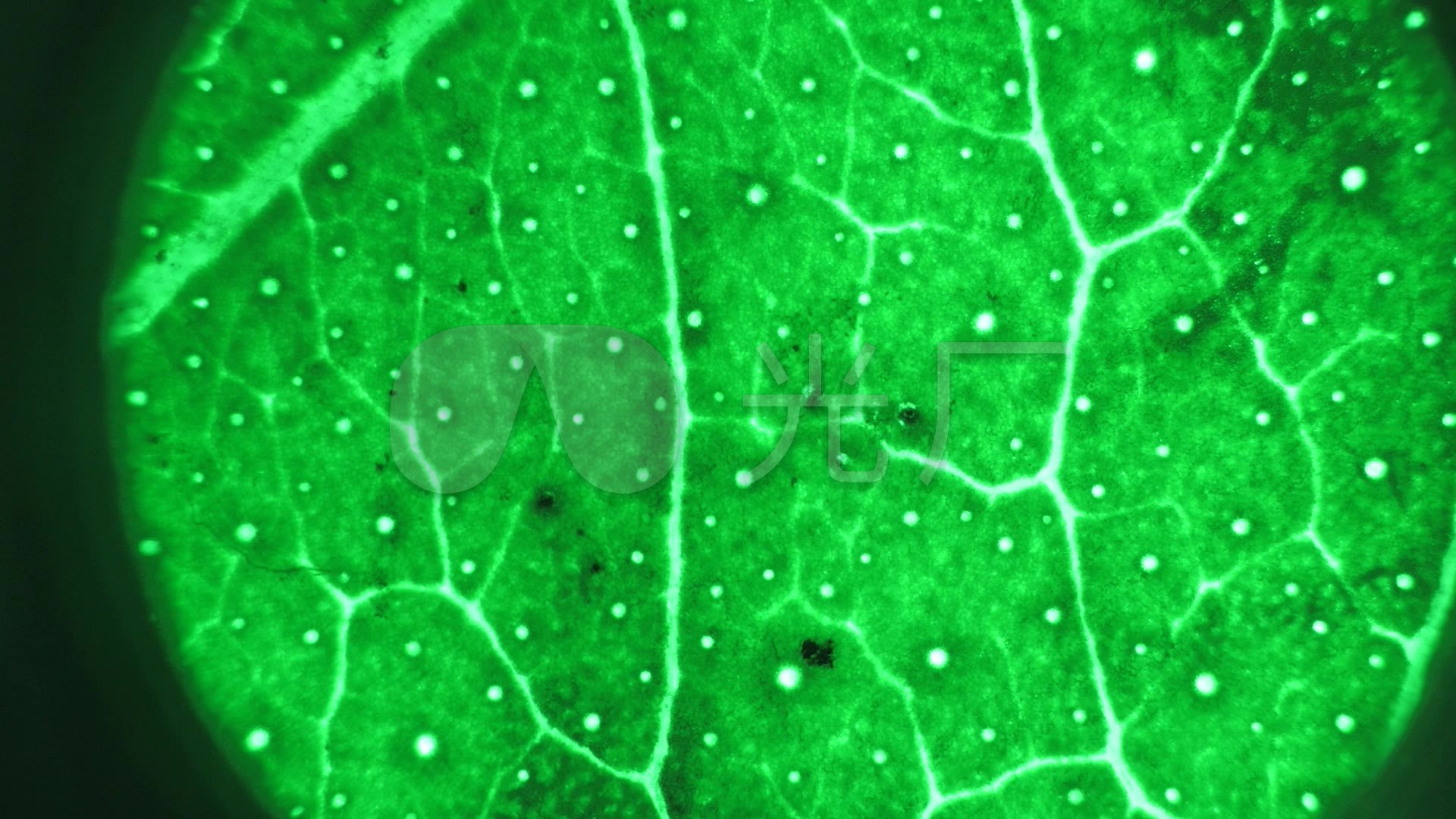 显微镜观察树叶纹理植物细胞叶片纹路_1920x1080_高清