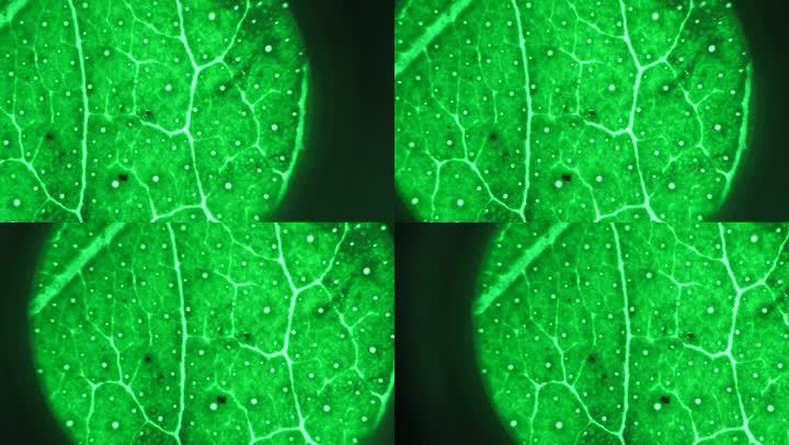 显微镜观察树叶纹理植物细胞叶片纹路