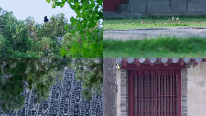 4k 旧屋 四合院 朱红门窗 喜鹊 瓦房 青砖